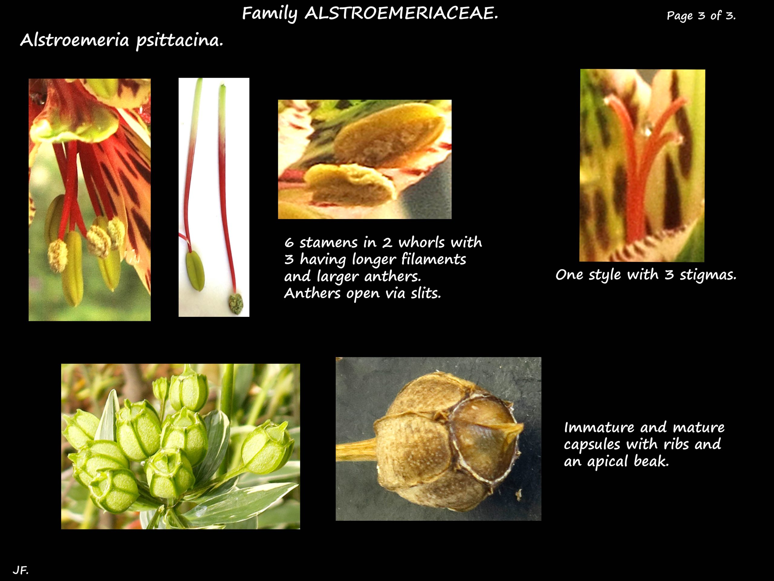 3 Alstroemeria psittacina stamens, style & capsule